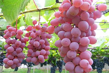 【さいたま発】8,990円の暑中お見舞いミステリー!パイナップルや夏の高原野菜セット・旬のきのこセットのお土産付き!さらにぶどうデラウェア狩り食べ放題もお楽しみ!1